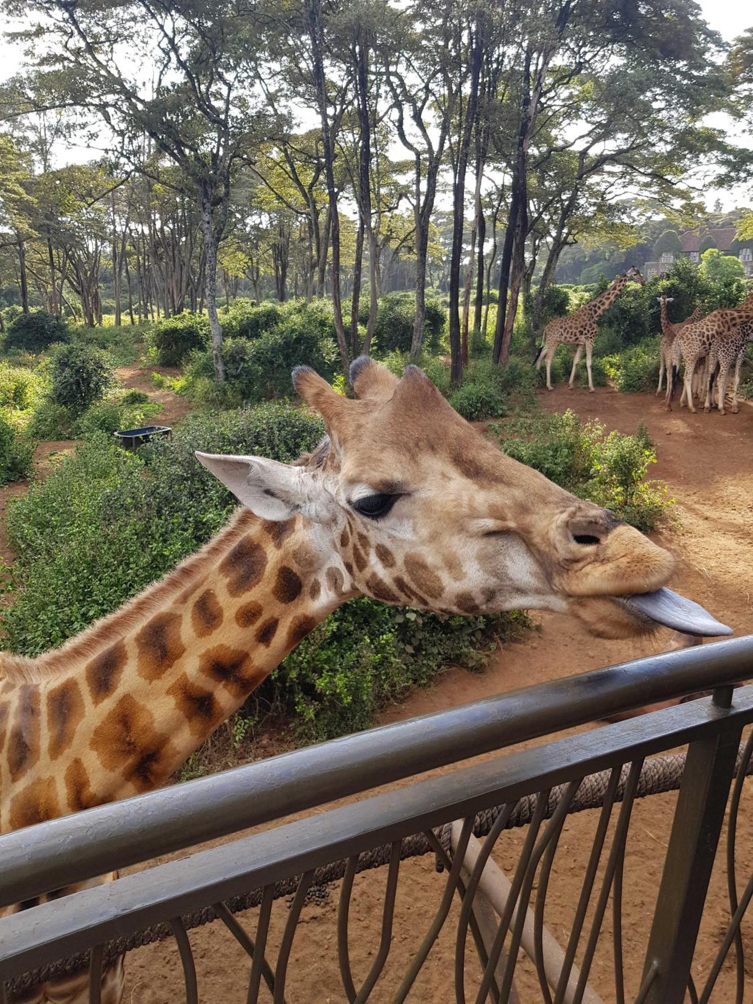 Teresita Home Jkia 奈洛比 外观 照片
